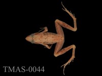 藏品(長腳赤蛙)的圖片